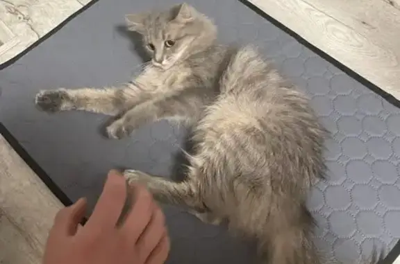 Кошки потеряшки, Набережные Челны, фото: Потеряшка серая кошка: Замелекесья 21/22