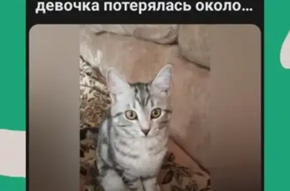 Пропала кошка: Башкортостана, 4, Учалы