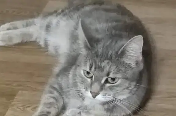 Пропала кошка: Гоголя, 15, Боровичи