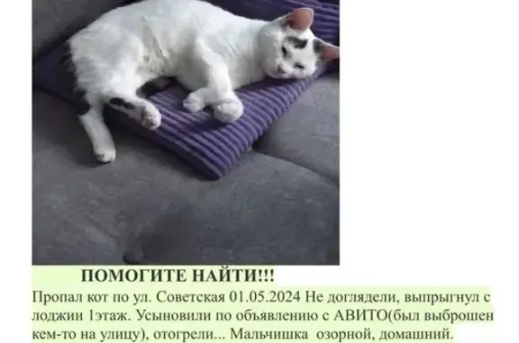 Пропал кот: Советская 10А, Гурьевск