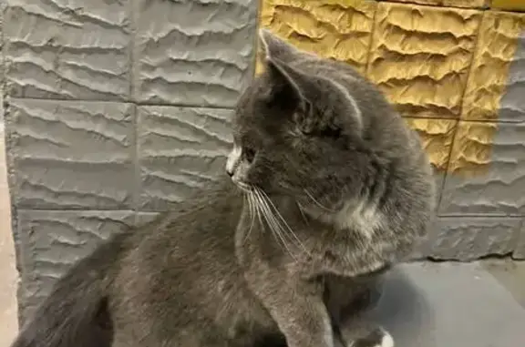 Найдена кошка: Батайский пр-д, 41