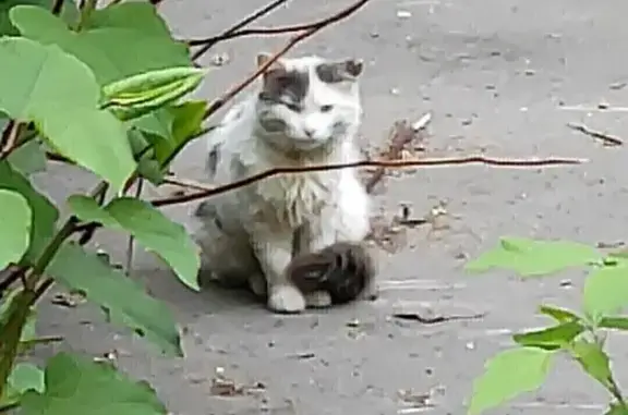 Найдена кошка на Зверинецкой, 22