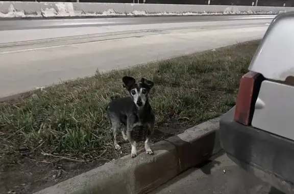 Пропала собака в Дивногорском, Новосибирск