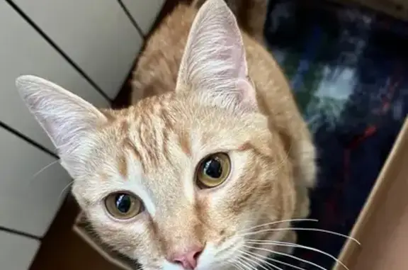 Найден рыжий кот: Подгорная, 32