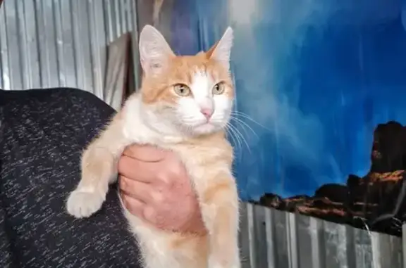 Пропала кошка: ул. Крылова, 29, Сургут