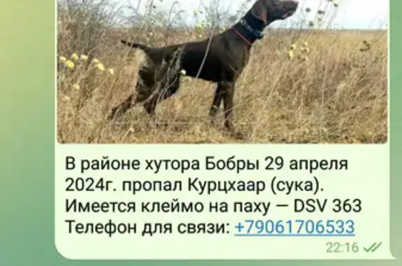 Пропала собака, Первомайская, 151