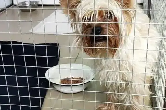 Найдена собака между Вологдой и Устюгом