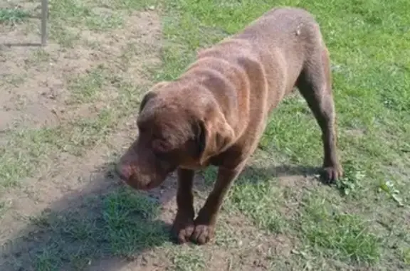 Найдена собака: Пушкино - Ильинское