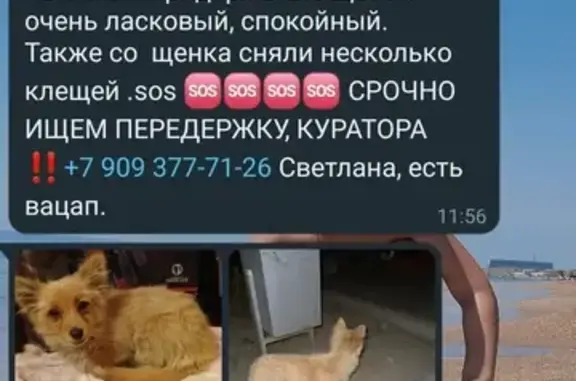 Найдена собака, Волгоград, фото: Найден щенок, Волгоград Кировский