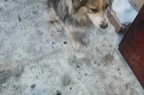 Пропала собака: Магнитогорск, аэропорт 6