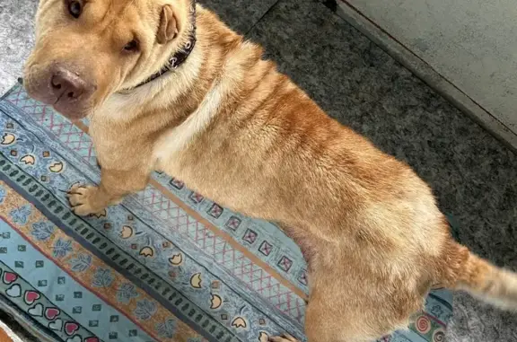 Найдена собака в Пятигорске, ул. Свободы 8
