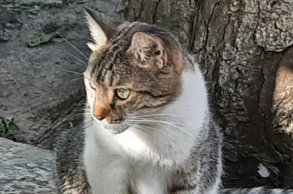 Пропала кошка: Рашпилевская, 150