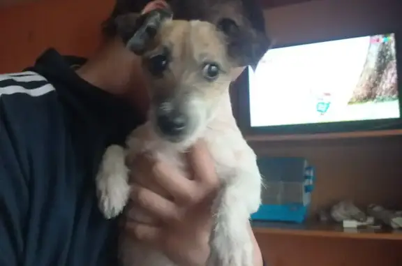 Найдена собака на Боровицкой, Мск