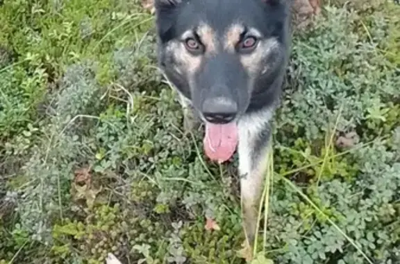 Пропала собака в тундре, Камчатка