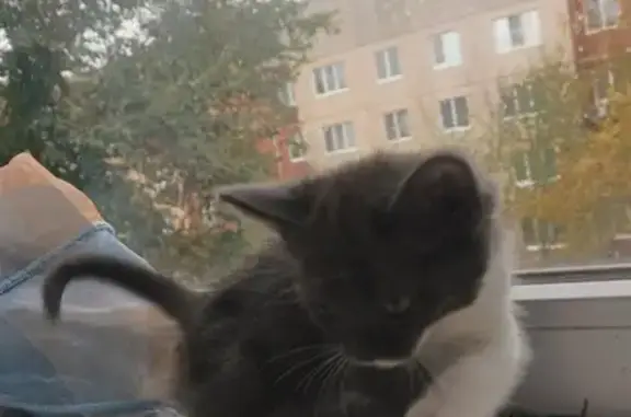 Пропала кошка Груша, Октябрьская ул.