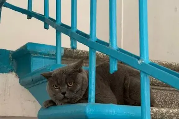 Найдена кошка: пр-т Ленина, 92, Барнаул