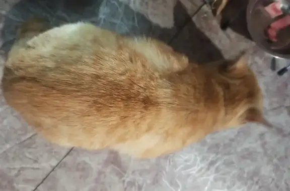 Найден рыжий кот: Завертяева, Омск