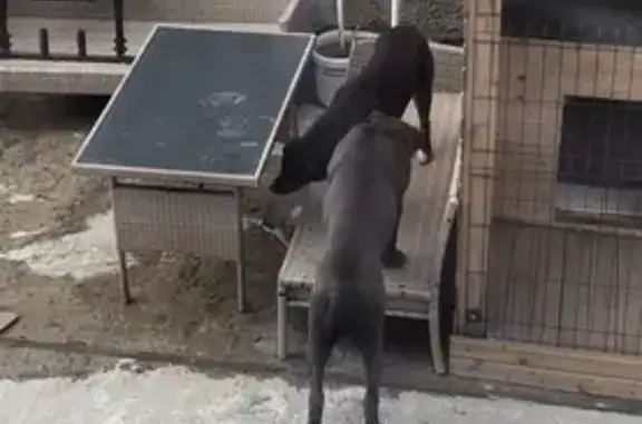 Потерянные животные Сочи, фото: Пропал кане корсо, Комбинатовский, 18В