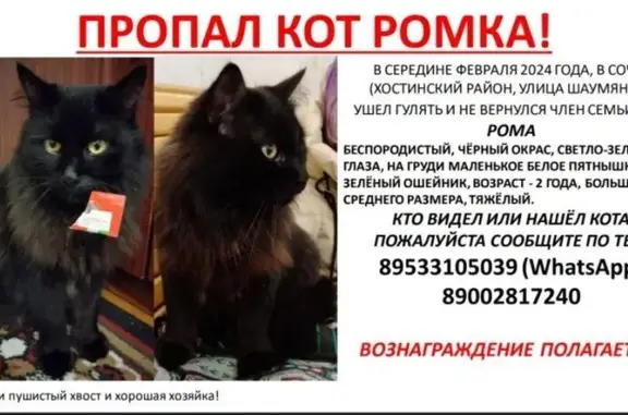Пропала кошка: Шаумяна, 14, Сочи
