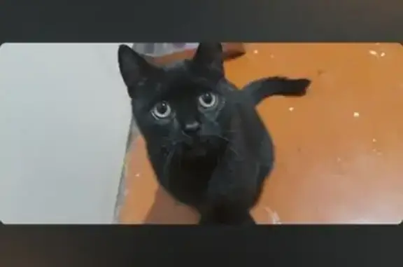 Пропала чёрная кошка: Пролетарская, 11Б