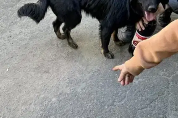Собака найдена: ул. Симоненкова, 9