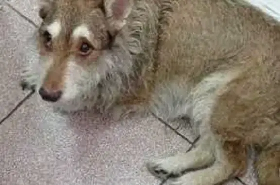 Найдена собака в Железногорске