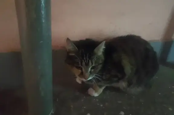 Найдена кошка, Задонский проезд