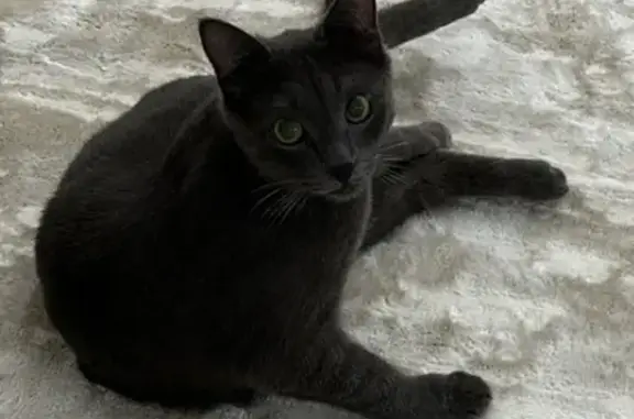 Пропал серый кот, ул. Пушкина, 35