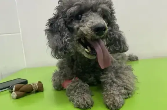 Объявления о пропавших и найденных животных, Медвенка, фото: Найден той-пудель на Венёвском шоссе