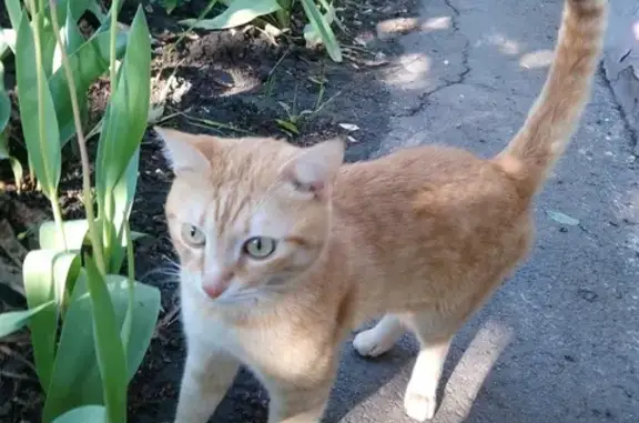 Пропала рыжая кошка, Кручёно-Балковское
