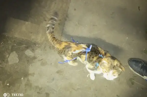 Найдена кошка, Разумное, фото: Найдена кошка на Нижней ул., Разумное