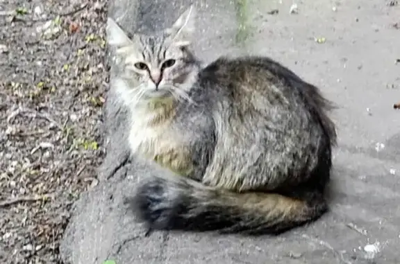 Найдена кошка: Волгоградский пр., 129