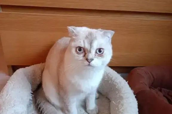 Пропала белая кошка: Комсом. пр-т, 43Б