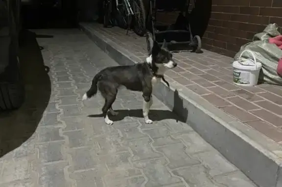 Найдена собака: Самарская ул., 93