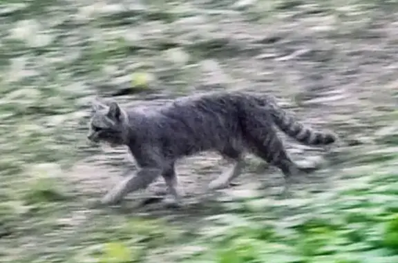 Найдена кошка, Волгоградский пр-т, 135к1