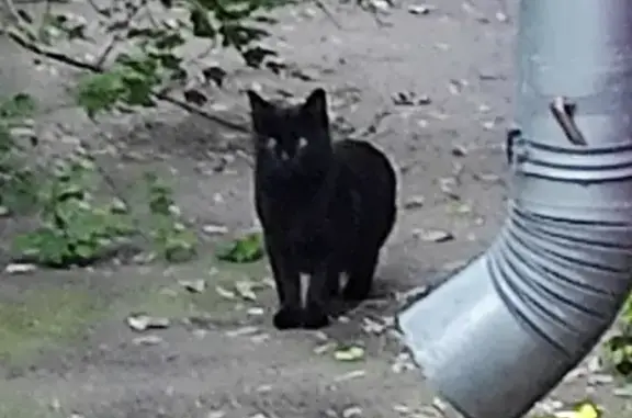 Найден чёрный кот, ул. Шумилова, 18