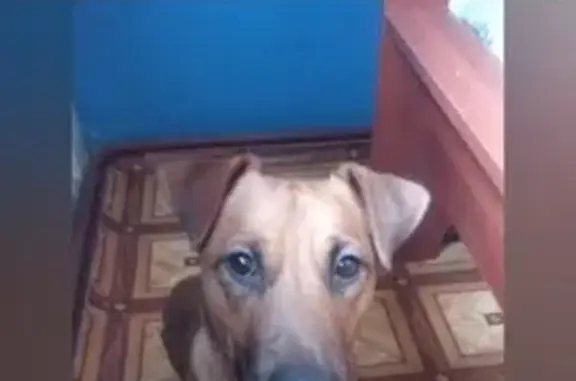 Собака найдена в Котласе, ул. Гагарина