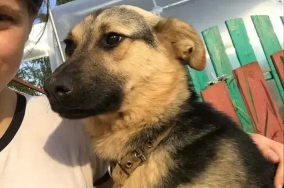 Пропала собака: Набережная, 11А, Солнечногорск