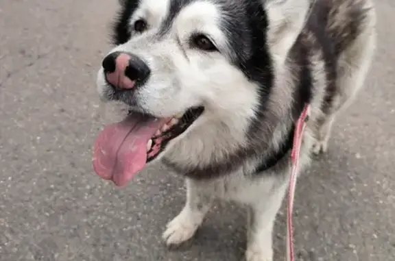 Найдена собака на острове Татышев