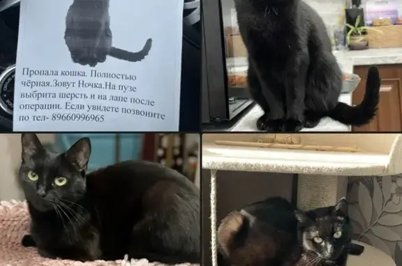 Пропала черная кошка: Серебряная ул., 103