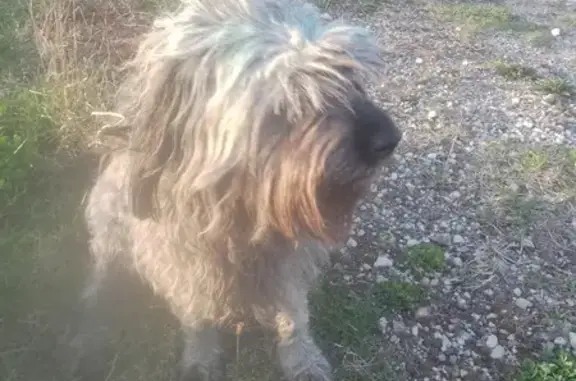 Найден щенок в Сланцах, Ленобласть
