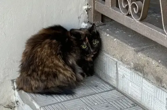 Найдена кошка: Верхние Поля, 14 к1