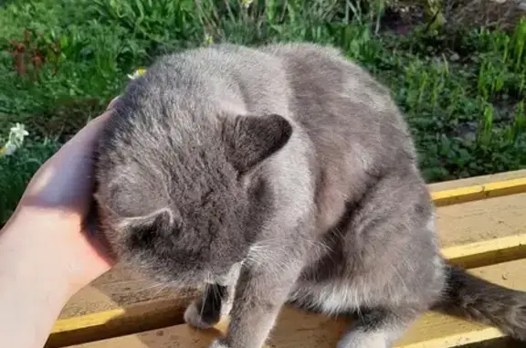Пропала кошка в СНТ Сежа, Красноярск