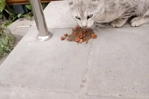 Найдена кошка на Глушко, Казань