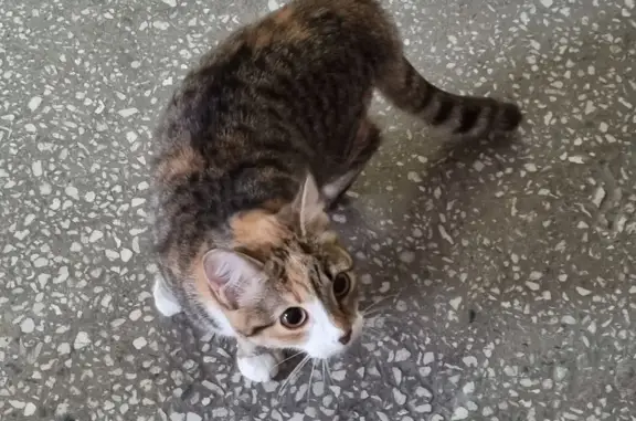 Найдена кошка: Комсомольская ул., 3