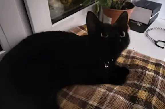 Чёрная кошка найдена: Ташкентский пер.