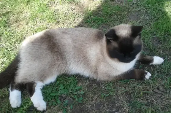 Тайская кошка найдена на Центральной