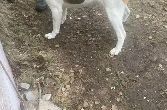 Собака найдена: участок 87К-208, Корткерос - photo