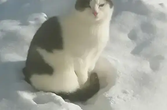 Пропала кошка: Чапаева, 14, Димитровград