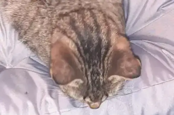 Найдена кошка: Приморский пер., 29